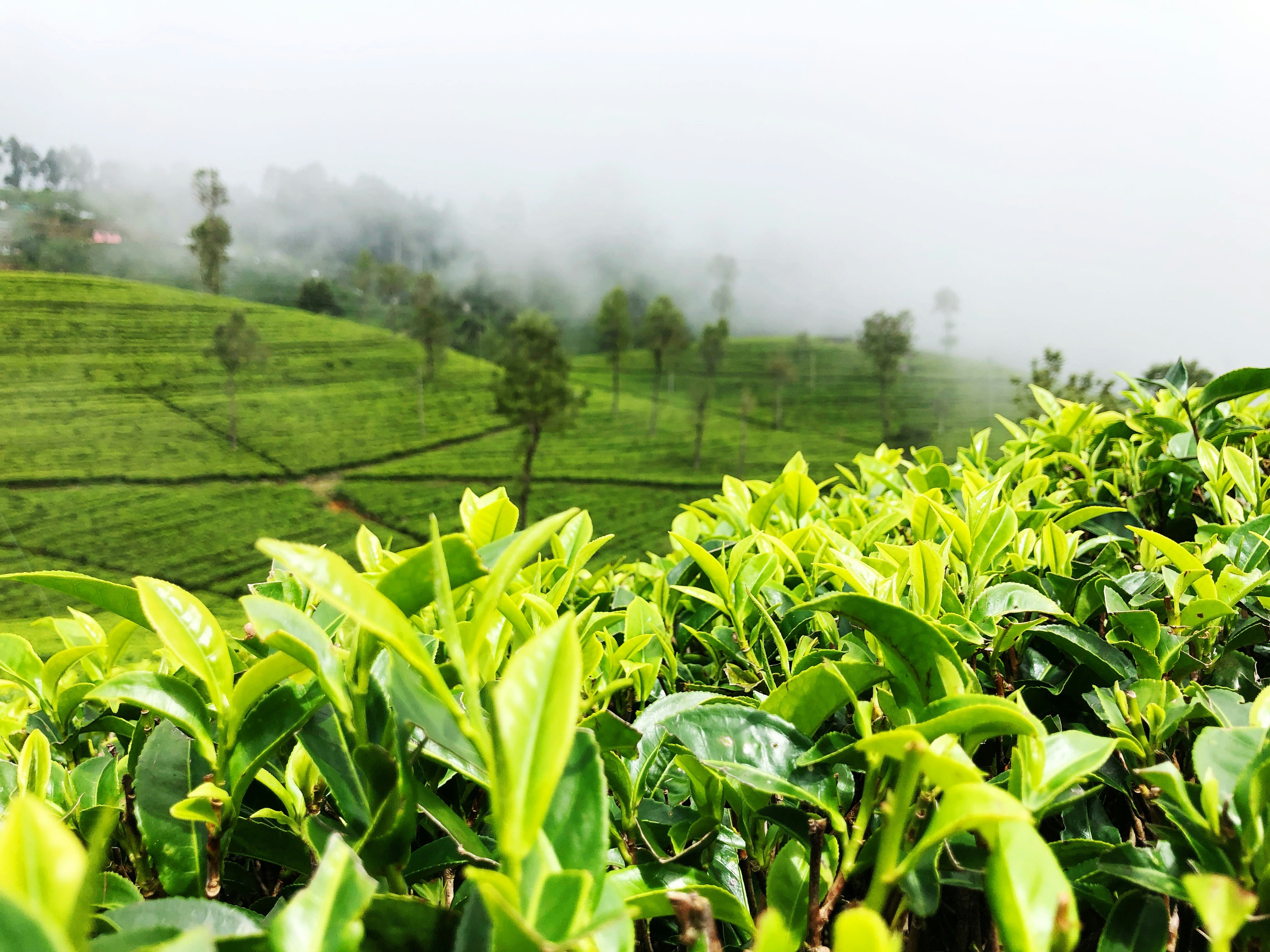 Tea Plantation
